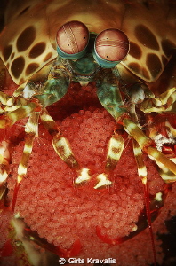 Mantis shrimp by Girts Kravalis 